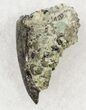 Allosaurus Tooth In Matrix - Skull Creek Quarry #19352-1
